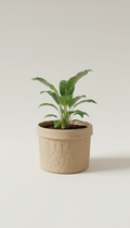 Kraft Paper Plant Basket