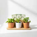 Herb Garden Window Kit