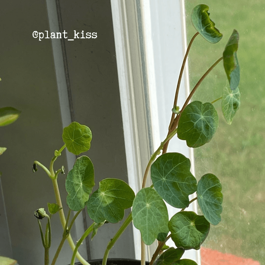Nasturtium Seeds